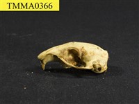 囓齒類頭骨藏品圖，第5張